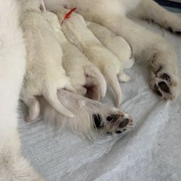 Samoyed Puppies from Southern Roux Samoyeds
