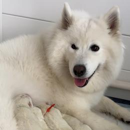 Samoyed Puppies from Southern Roux Samoyeds