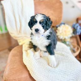 Woody - Tri-color male Bernedoodle puppy in Buda, Illinois from Hamilton Farm Doodles