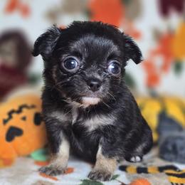 Pia - Black and tan female Chihuahua puppy in Plainfield, Indiana from Abby's Pampered Pooches
