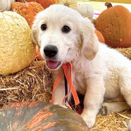 Kodi - Light golden male Golden Retriever puppy in Tollhouse, California from Sierra View English Creams