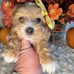 Cinnamon - Apricot female Maltipoo puppy in West Jordan, Utah from Mid Sized Maltipoos and More LLC