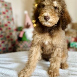 Entei - Phantom female Goldendoodle puppy in Twin Falls, Idaho from Burrow & Bone