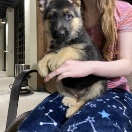 German Shepherd Puppies from Trick Dog & Farm Dog Certified & Urban Canine Good Citizen