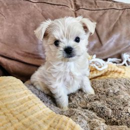 Maltipoo Puppies from Meadowlark Maltipoos