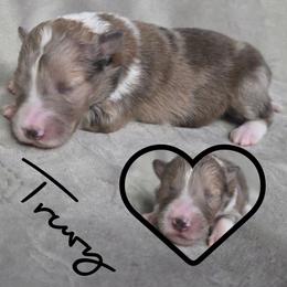 Truvy - Sable merle and white female Shetland Sheepdog puppy in Lebanon, Tennessee from Henotic Homestead's Shetland Sheepdogs