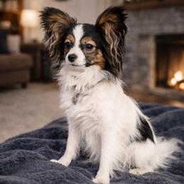 Kimber - Papillon