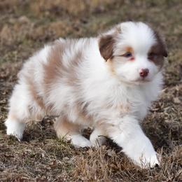 Frost - Red merle male Australian Shepherd puppy in Easton, Missouri from MMA Kennel