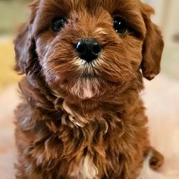 Valentine - Red male Cavapoo puppy in Marshfield, Missouri from Puppyloversplace