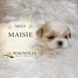 Maisie - Cream and white female Shih Tzu puppy in Statesboro, Georgia from Magnolia Small Breeds