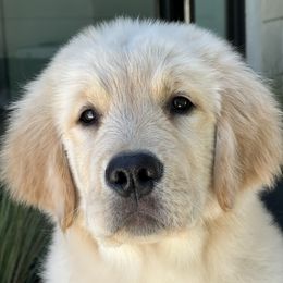 Golden Retriever Puppies from Geaux Dog