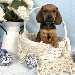 Puppaccino AKC - Red male Dachshund puppy in Hendersonville, North Carolina from Snarky Doxy Miniature Dachshunds
