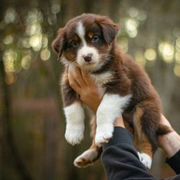 Latte - Red tri-color female Australian Shepherd puppy in Monroe, Georgia from Lovable Little Aussies