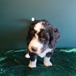 Bernedoodle Puppies from Badlands Bernedoodles