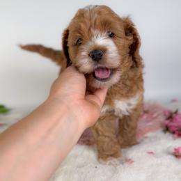 Cypher - Red and white male Cockapoo puppy in Pledger, Texas from Sugarbear Cockapoos