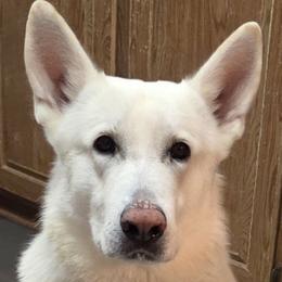 Frost - German Shepherd