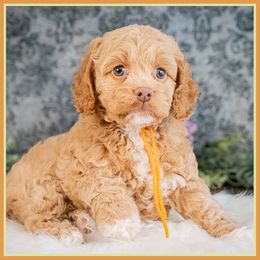 Leona - Red female Cockapoo puppy in Connersville, Indiana from Deaz Doodle Ranch