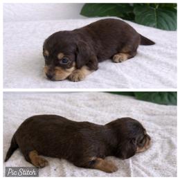 Dachshund Puppies from 4L Doxies