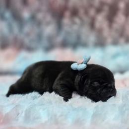 White boy - Brindle male French Bulldog puppy in Polk City, Florida from Best Friend Frenchies, LLC