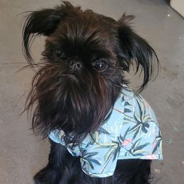 Abraham - Black male Brussels Griffon puppy in Oklahoma from Lavish Griffons