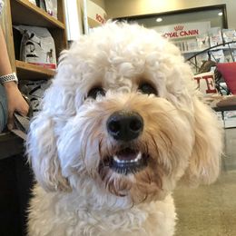 Nola - Goldendoodle