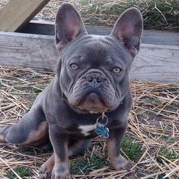 French Bulldogs from Mis Hijos French Bulldogs