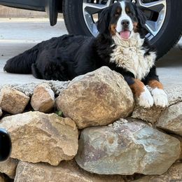 Thea - Bernese Mountain Dog