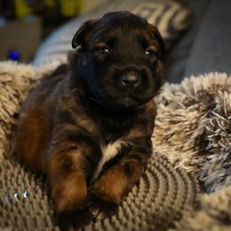 Arya - Fawn female Belgian Malinois puppy in Baltimore, Maryland from Abenteurer German Shepherds & Belgian Malinois