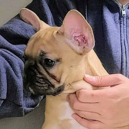 Cherry - French Bulldog puppy in Las Vegas, Nevada from Aloha Paradise Kennel