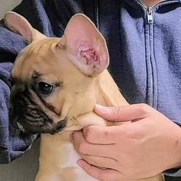 Cherry - French Bulldog puppy in Las Vegas, Nevada from Aloha Paradise Kennel