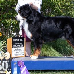 Bernese Mountain Dogs from Shady Oaks Bernese