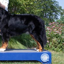 Bernese Mountain Dogs from Shady Oaks Bernese
