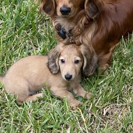 Shaded Cream 1 - Cream male Dachshund puppy in Early, Texas from The Jewelry Dox