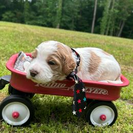 Uri - Parti male Goldendoodle puppy in Camden, North Carolina from Oopsie Doodles of NC
