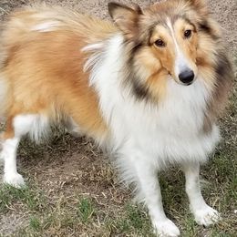 Jessie - Shetland Sheepdog