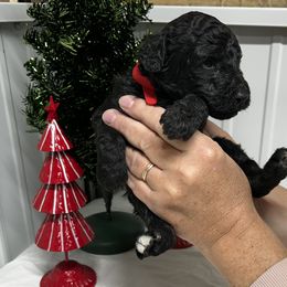Red - Black male Poodle puppy in Hamilton, Ohio from Grandview Farm