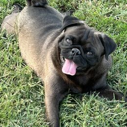 Bullet - Pug