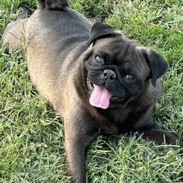 Bullet - Pug