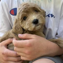 Clover - Apricot female Goldendoodle puppy in Clinton, Utah from Golden Law Kennels