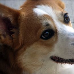 Pembroke Welsh Corgi All Grown Up from Cefin Corgis