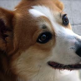Pembroke Welsh Corgi All Grown Up from Cefin Corgis