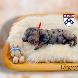 Rhodes - Blue merle male Aussiedoodle puppy in Chattanooga, Tennessee from Remedy Ranch Aussiedoodles