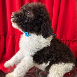 Pecan - Parti male Labradoodle puppy in Candler, North Carolina from Maple Bakin’ Doodles