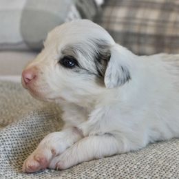 Border Collie Puppies from I&A Border Collies