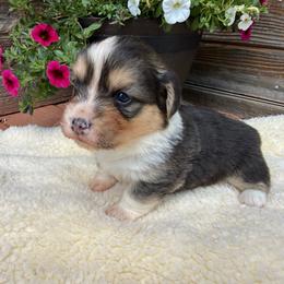 Ian-fluffy - Black and tan male Pembroke Welsh Corgi puppy in Stillwater, Oklahoma from Steele Family Farms