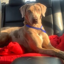 Chaos - Catahoula Leopard Dog