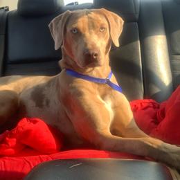 Chaos - Catahoula Leopard Dog