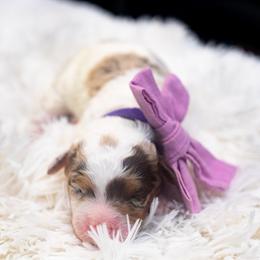 Baby Ruth - Chocolate merle female Bernedoodle puppy in Richmond, Texas from Harper’s Heartbeats