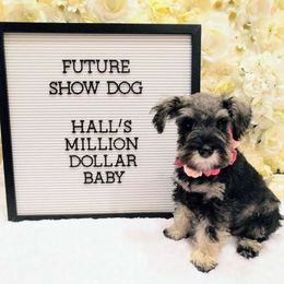 Miniature Schnauzer Puppies from Hall Miniature Schnauzers
