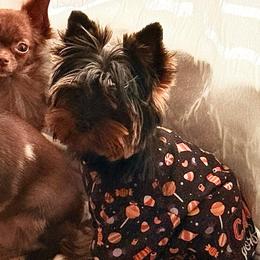 Benji - Yorkshire Terrier